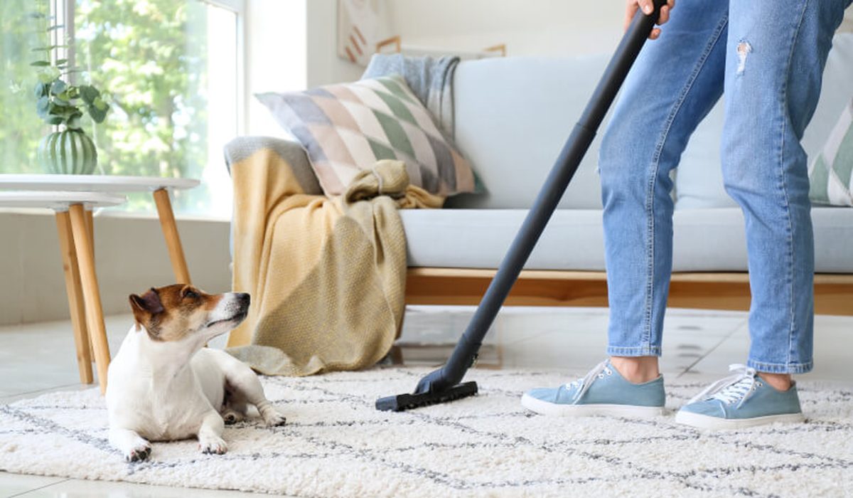 Best vacuum for apartment pet hair